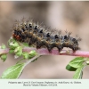 polygonia egea larva5 chirkata